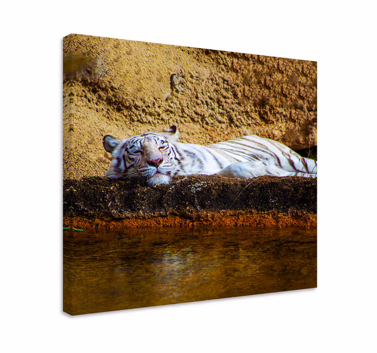 Alvó fehér tigris vászon állatok - TenStickers