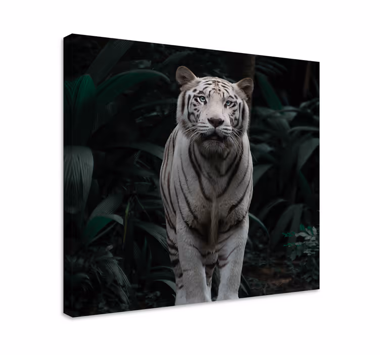 Fehér tigris állat vászon nyomatok - TenStickers