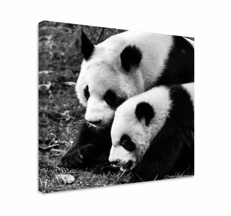 Anya és baba panda állat vászonképek - TenStickers