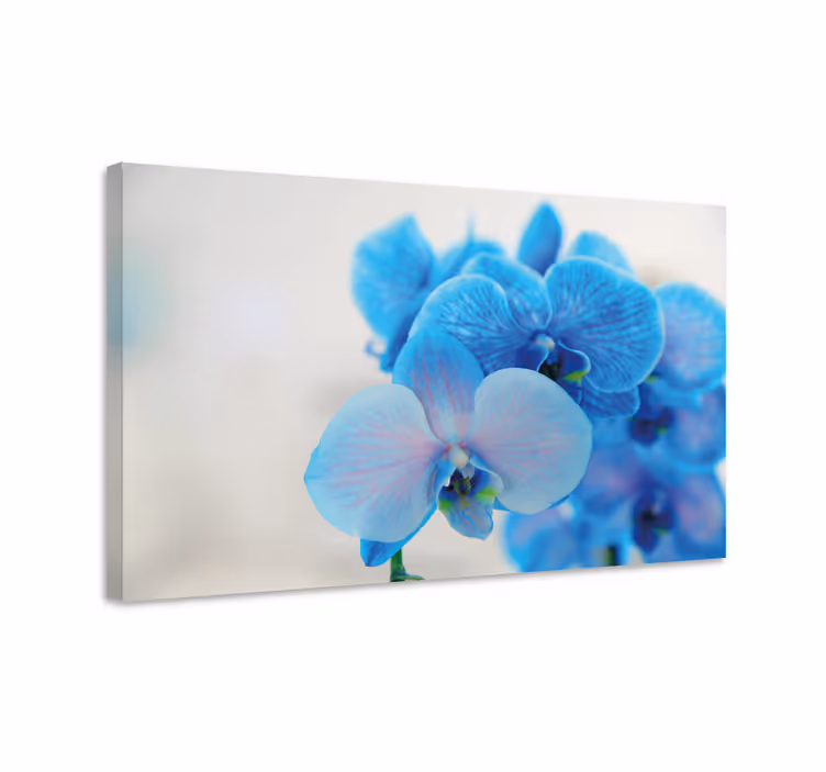 Kék orchidea virág vászon - TenStickers