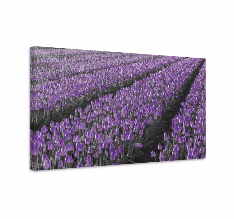 Lila tulipán mező vászon virágok és növények - TenStickers