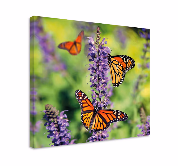 Vászon pillangó - monarch pillangók gyűjtése - TenStickers