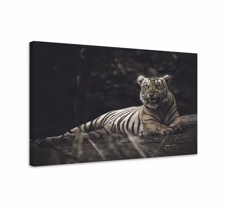 Fenséges tigris pihenés vászon Állatok - TenStickers
