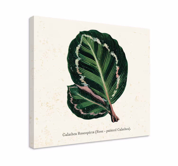 Calathea levél illusztráció táblázatok Növények - TenStickers
