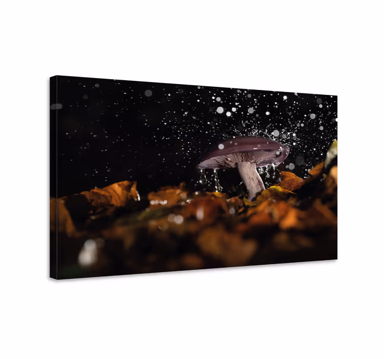 Erdei gomba eső alatt vászon art nyomatok - TenStickers