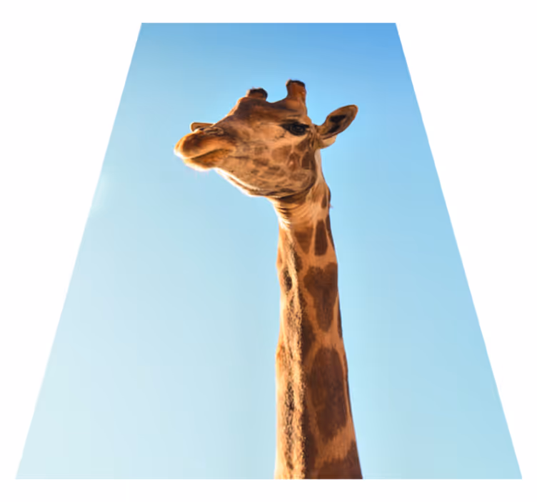 Zsiráf közelről állati szőnyeg - TenStickers