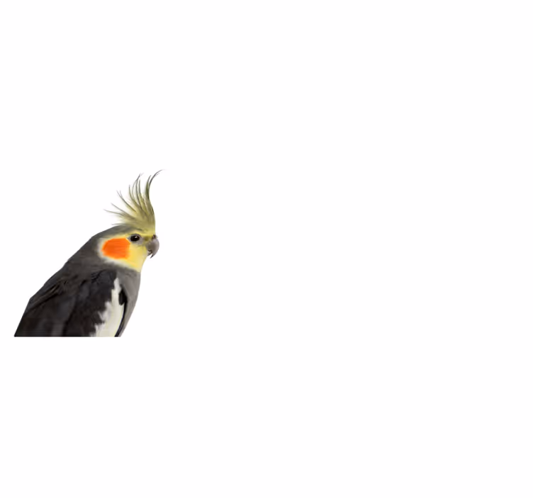 Kakadu papagáj állati szőnyeg - TenStickers