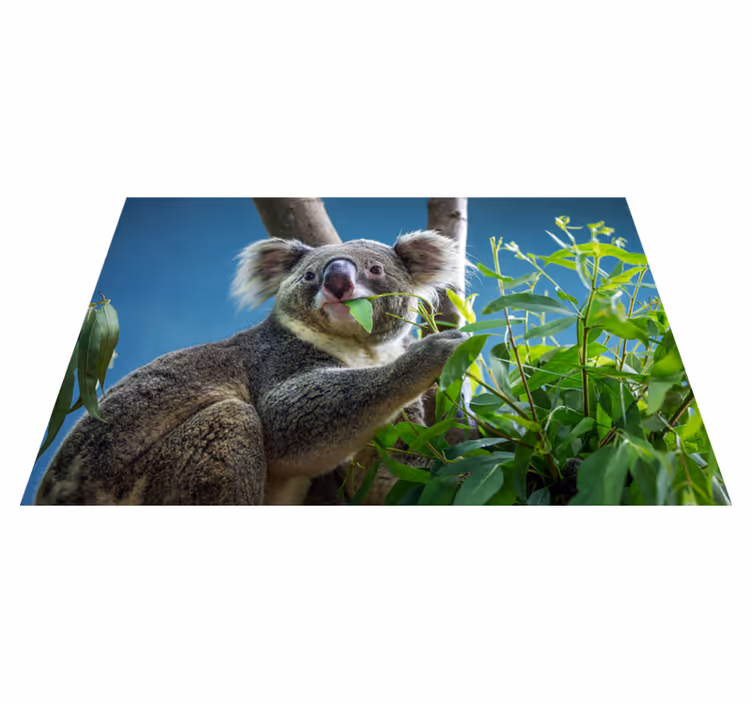 állat aranyos koala medve állati szőnyeg - TenStickers
