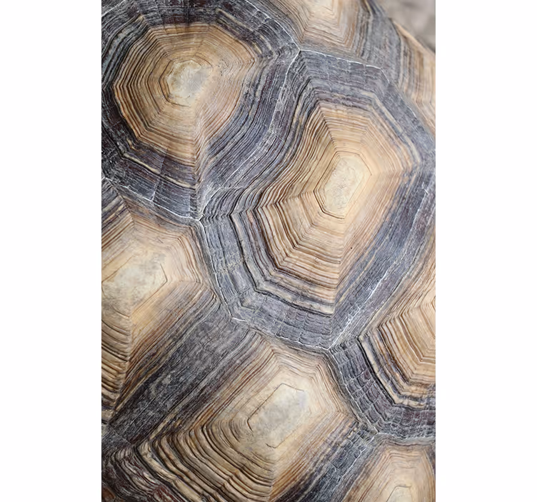 Turtle shell nappali tapéta - TenStickers