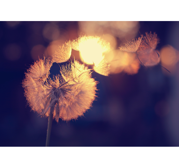 Pitypang design redőnyök konyha - TenStickers