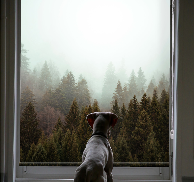 Ködös erdő kilátás redőnyök fák - TenStickers