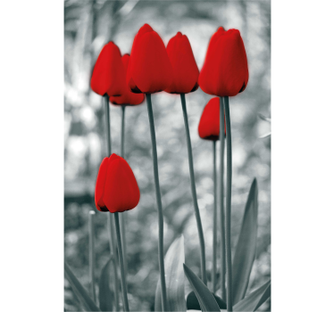 Piros tulipán színes virág Sávroló - TenStickers
