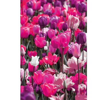 Különböző rózsaszín tulipán virág Sávroló - TenStickers