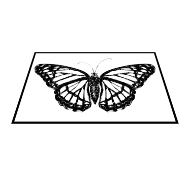 Elegáns pillangó illusztráció tányéralátétek eredeti - TenStickers