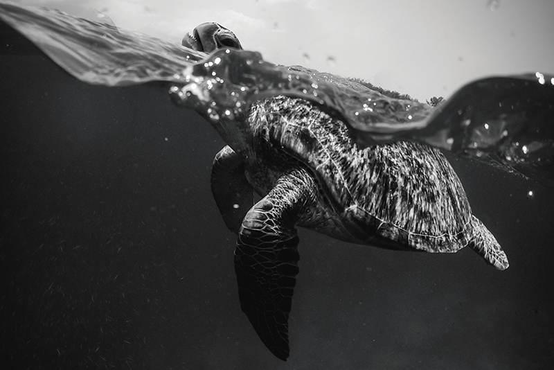 Tengeri teknős alapú tányéralátétek struktúra - TenStickers