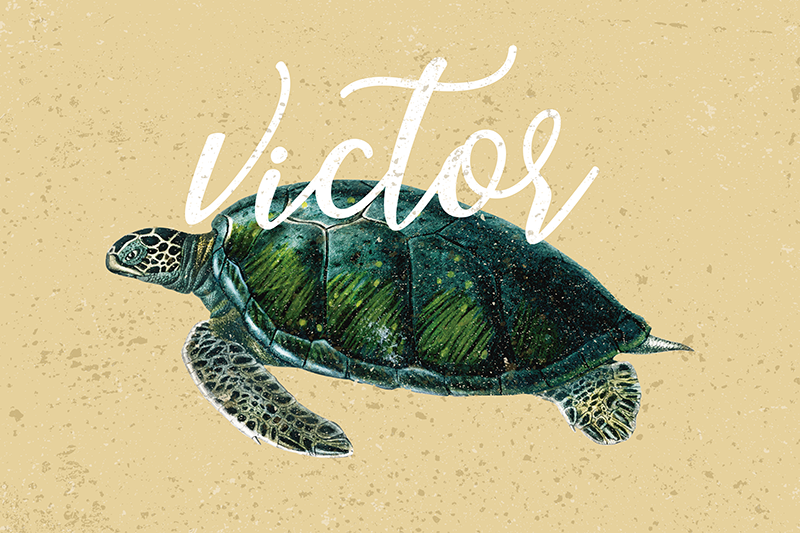 Tengeri teknős nevű teknős helyszínekkel - TenStickers