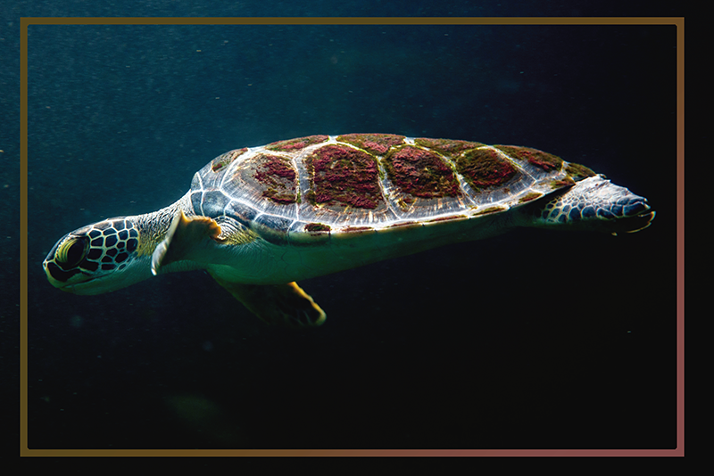 Teknős vízalatti táj tányéralátétek eredeti - TenStickers