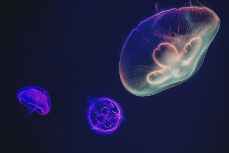 Tarka zselés halak alátétek - TenStickers