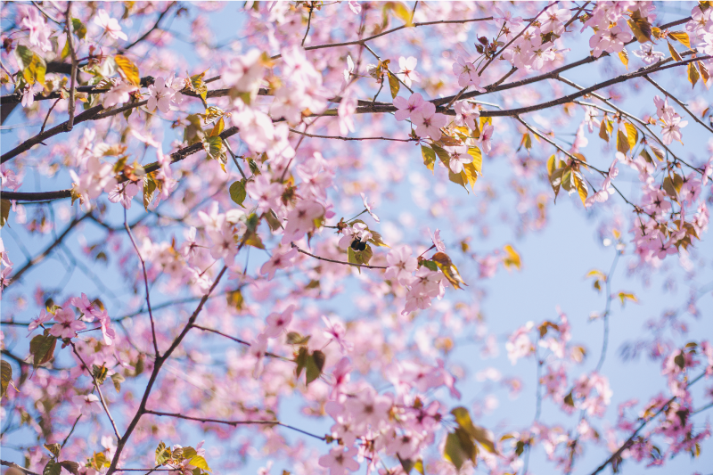 Virágzó cseresznyevirág tányéralátétek struktúra - TenStickers