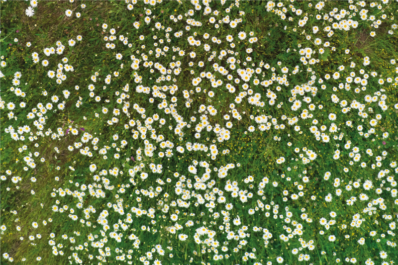 Friss virág minta tányéralátétek struktúra - TenStickers