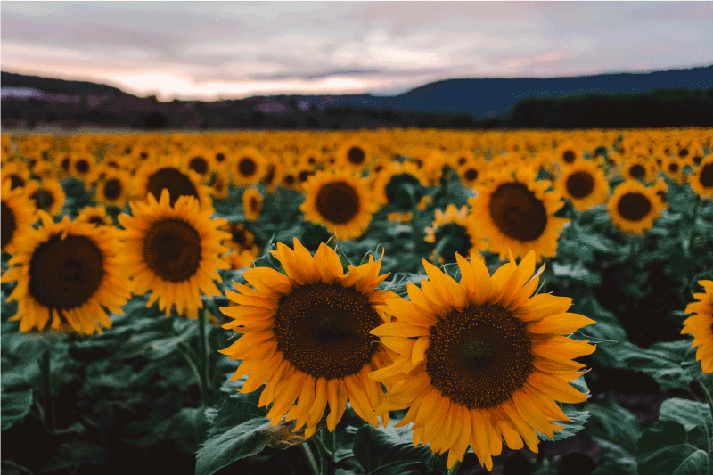 Napraforgó mező elegáns tányéralátétek - TenStickers
