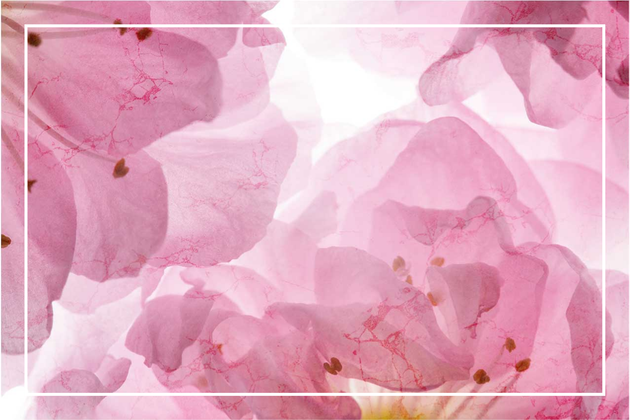 Rózsaszín virágok eredeti levelekkel - TenStickers