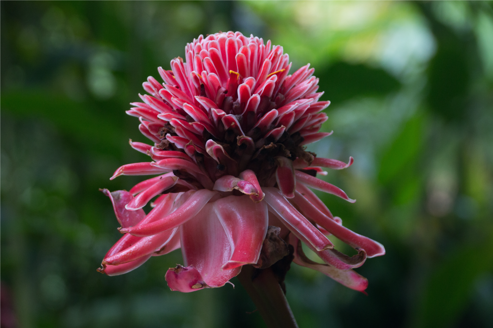 Martinique virág design virágos alátét - TenStickers