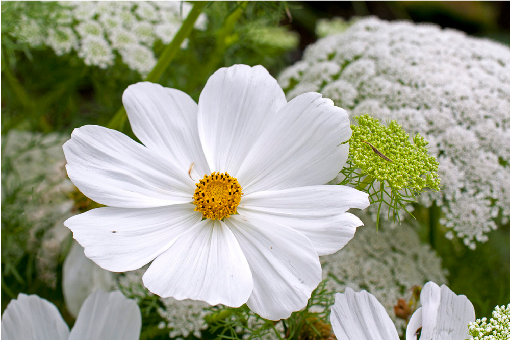 Elegáns fehér virág tányéralátétek eredeti - TenStickers