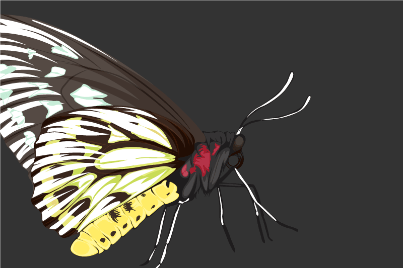 Színes pillangó illusztráció - tányéralátétek eredeti - TenStickers