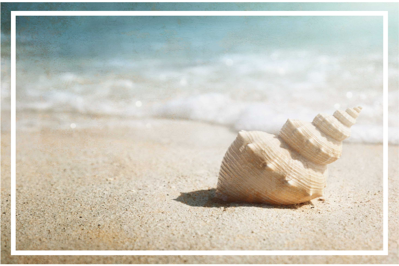 Elegáns shell kijelző tányéralátétek eredeti - TenStickers