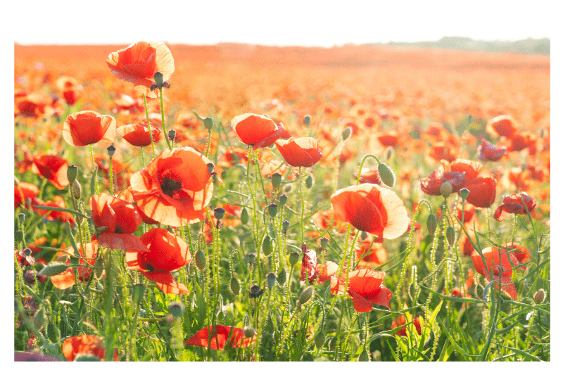 Piros pipacsok egy napsütéses mezőn eredeti helytakarók - TenStickers