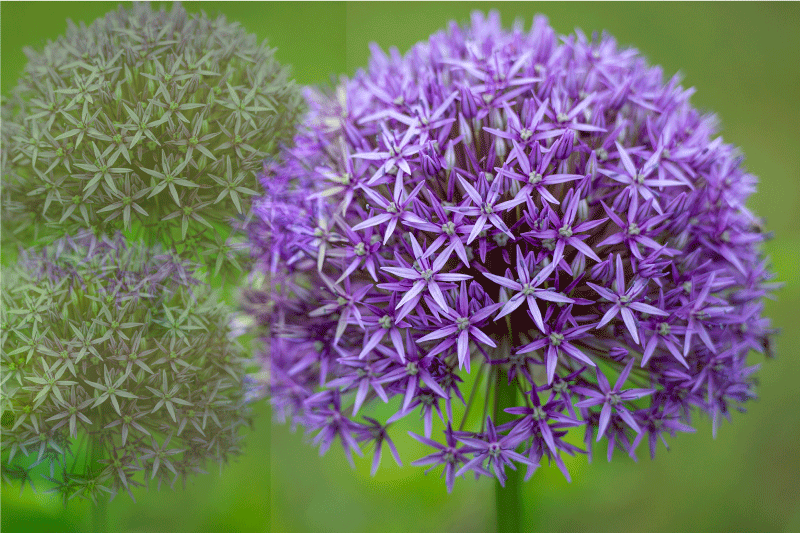 Vibráló lila virágok tányéralátétek struktúra - TenStickers