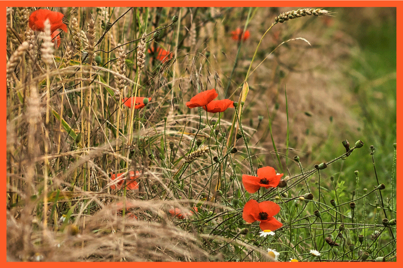 Vicces Ételkialakítás tányéralátétek gyermekeknek - TenStickers