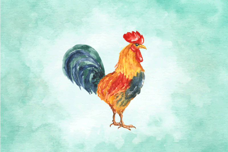 Reális színes rajz a kakas alátétekről - TenStickers