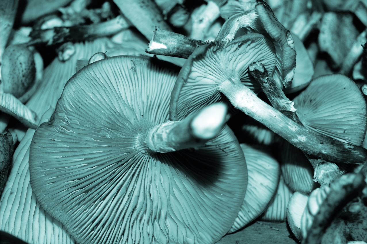 Kék laskagomba kopoltyú texturált alátétek - TenStickers