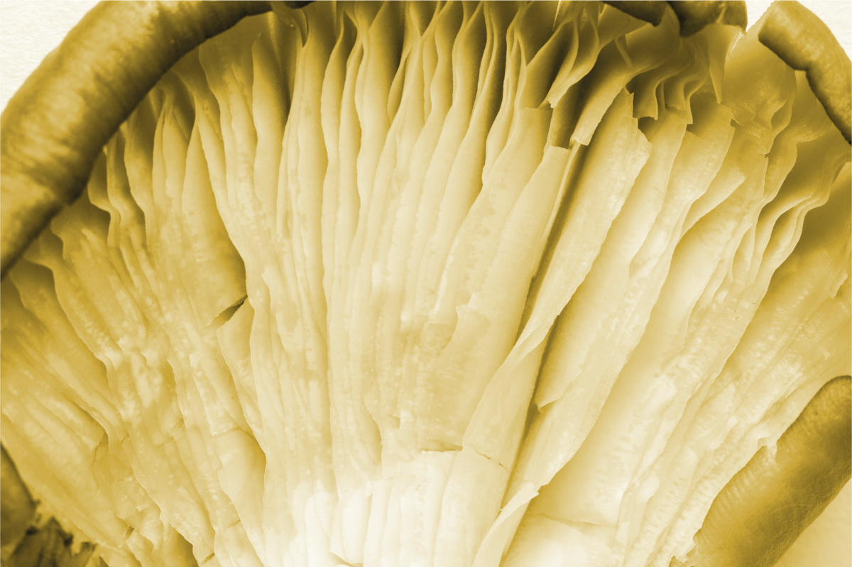 Ívelt levél rétegek tányéralátétek struktúra - TenStickers