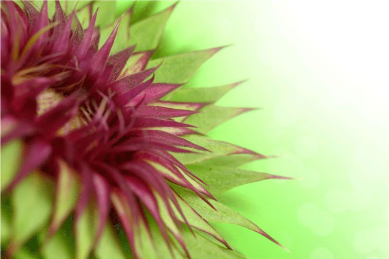 Tányéralátétek elegáns bogáncs - TenStickers