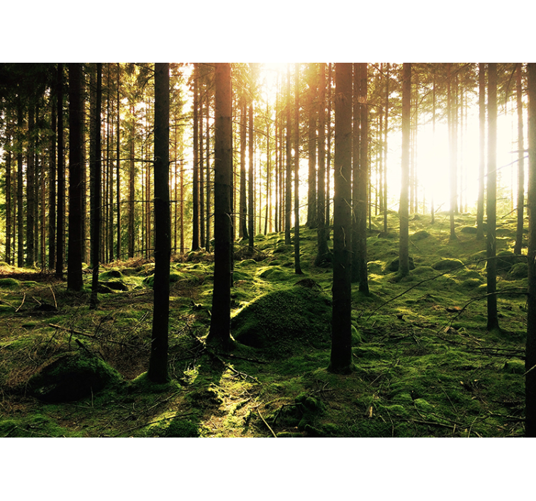 Rejtekhely az erdő falfestményében - TenStickers