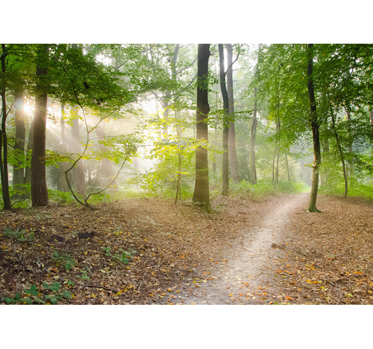 Lenyűgöző erdei falfestmény - TenStickers