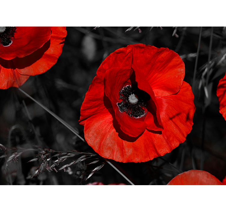 Virág mák virág falfestmény - TenStickers