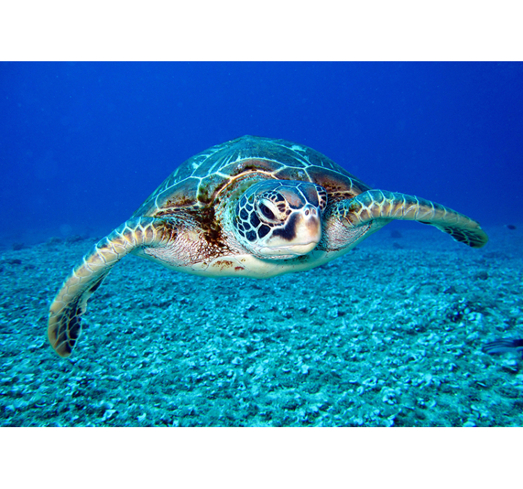 Hawksbill tengeri teknős állat falfestmény - TenStickers