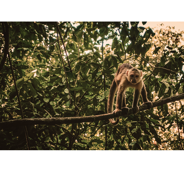 Majom az ágon Állati falfestmények - TenStickers