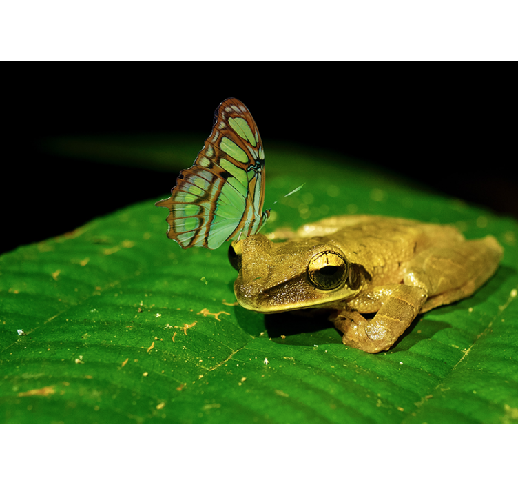 Béka és pillangó Állati falfestmények - TenStickers