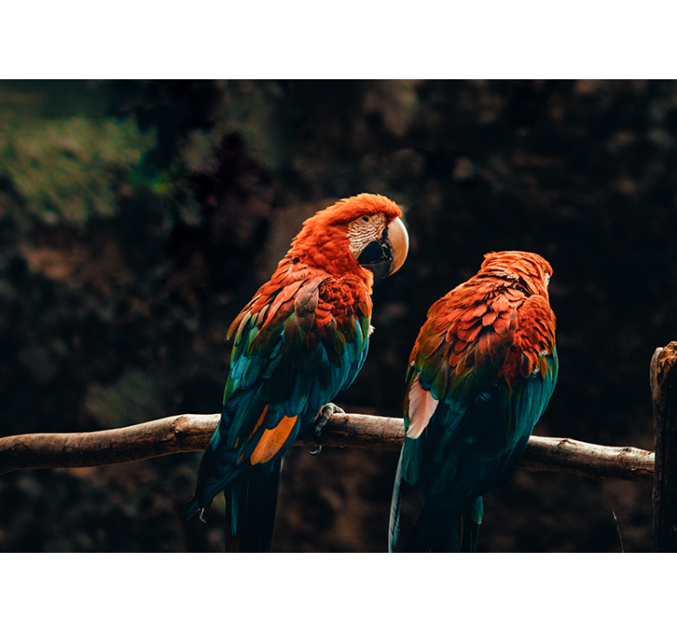 Színes papagájok falfestmény - TenStickers