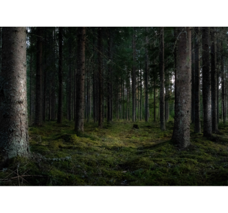 Lágy erdei táj - erdei festmények - TenStickers