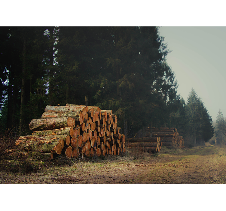 Farakások az erdőben Erdei festmények - TenStickers
