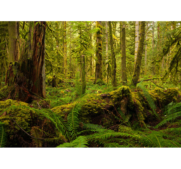 Erdei zöld természet falfestmény - TenStickers