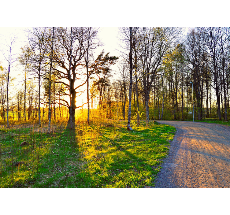 Napfényes erdőösvény természeti falikárpitok - TenStickers