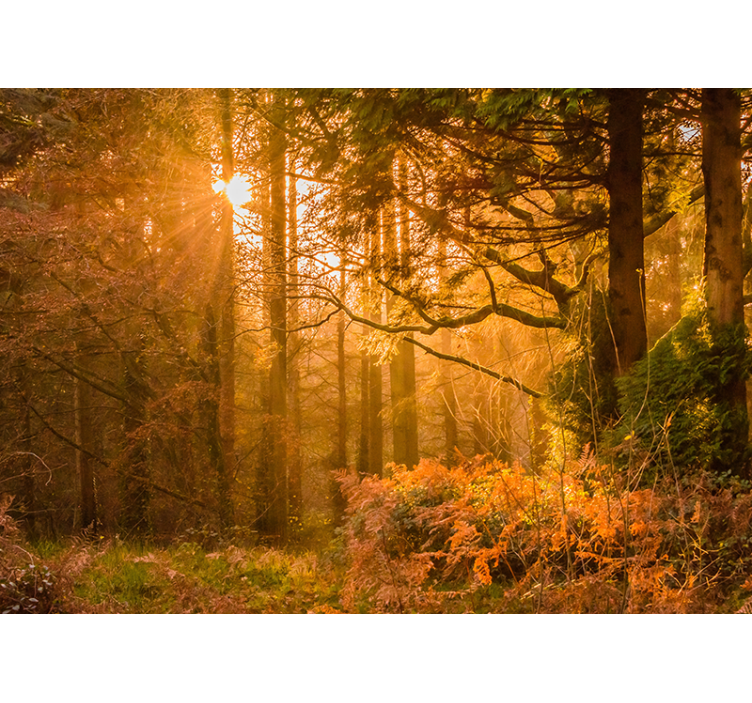 Megvilágított erdei táj Természeti falikárpitok - TenStickers