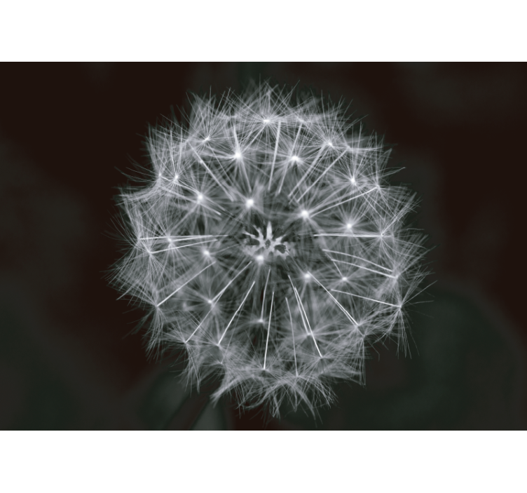 Blowball virág szürke pitypang falfestmény - TenStickers